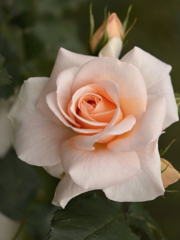 ������� ���������� (Prima Donna) �����-������� �3
