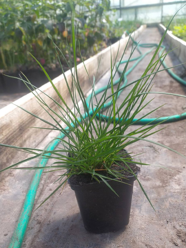    (Japonicum) P9