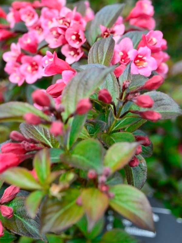 ������� ����� Tango ������ �2