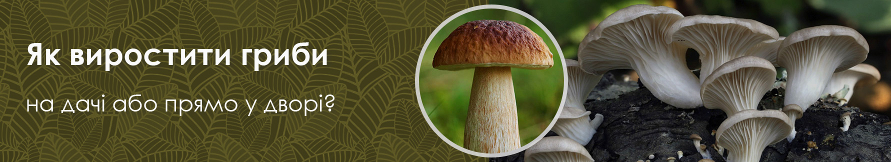 Как вырастить грибы из мицелия