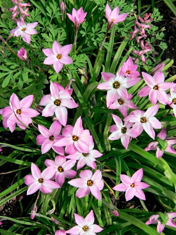 ������ Charlotte Bishop 4+