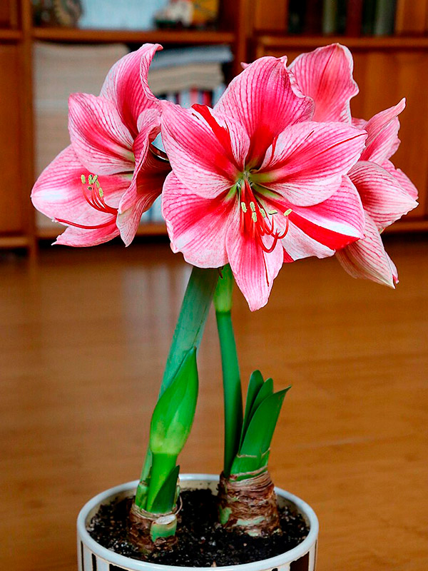 ����������� Gervase ����� 24/26 