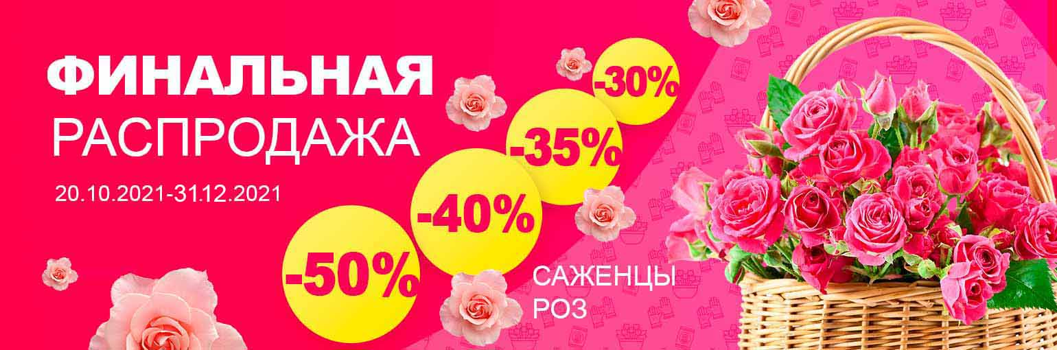 Распродажа саженцев роз до -50%
