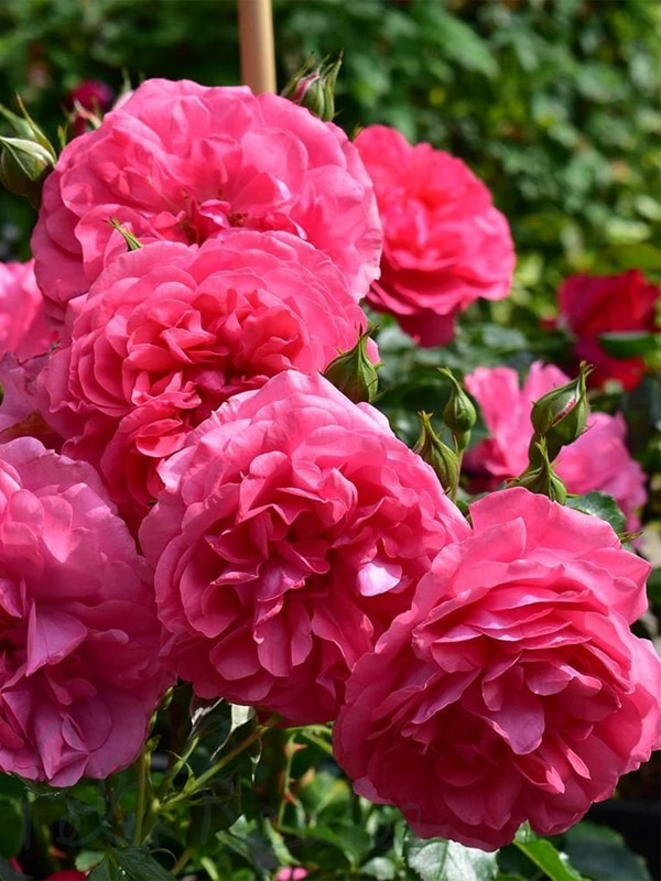     (Rosarium Uetersen) 4