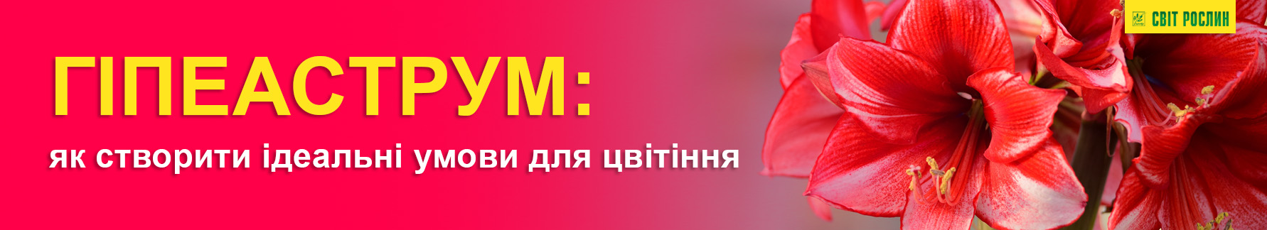 Гиппеаструм: как создать идеальные условия для цветения Гиппеаструм: как создать идеальные условия для цветения