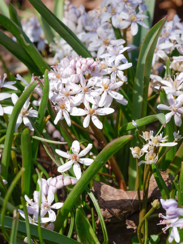  Bifolia Rosea 5/+