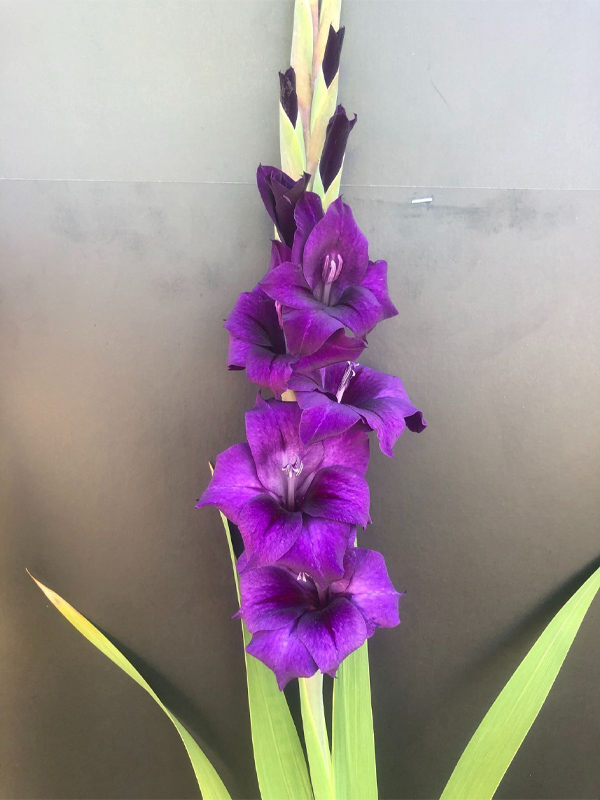    (Purple Flora) 10/12 
