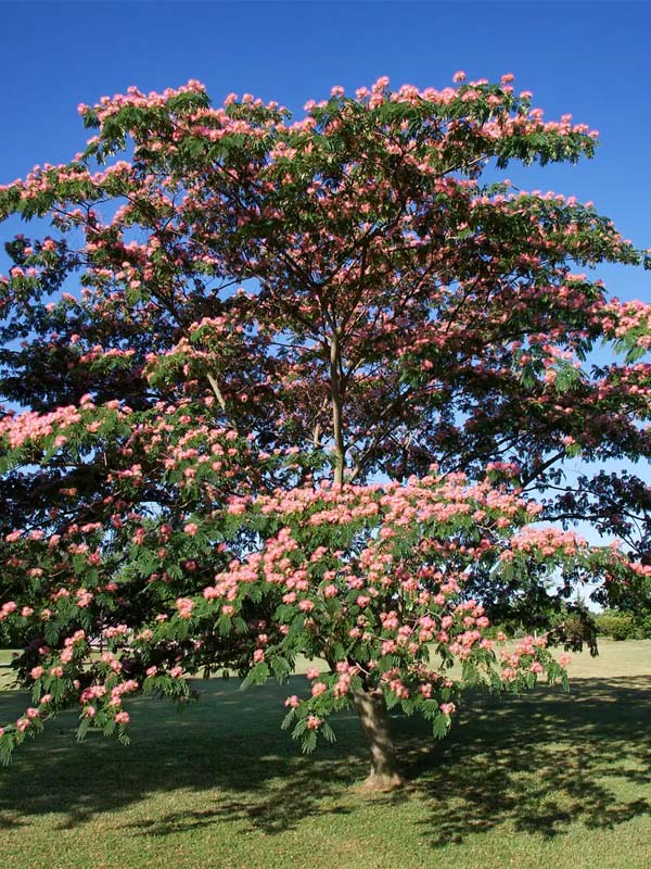   (Albizia julibrissin) P9