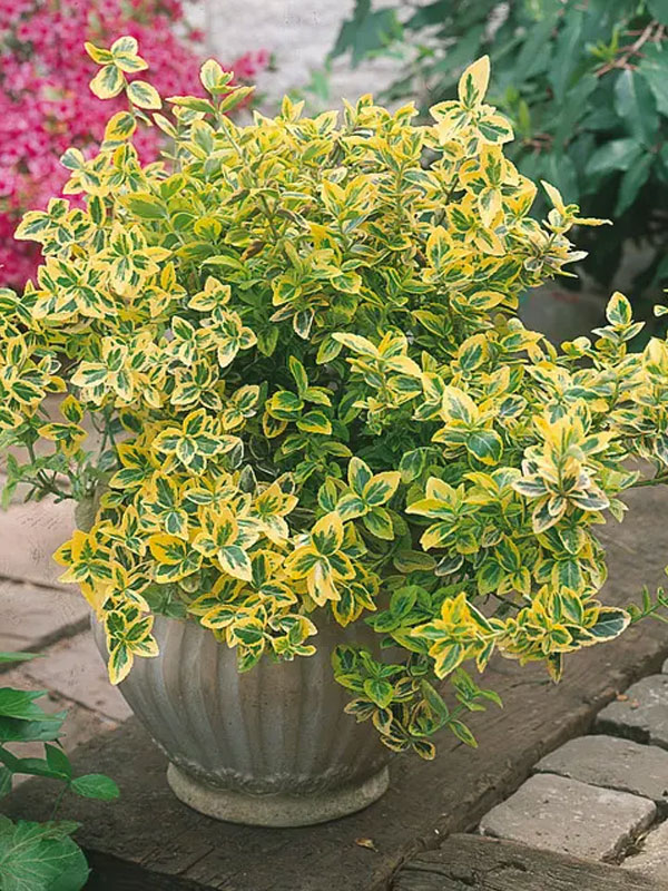 �������� (���������) ������� Emerald Gold C1 10-15 ��
