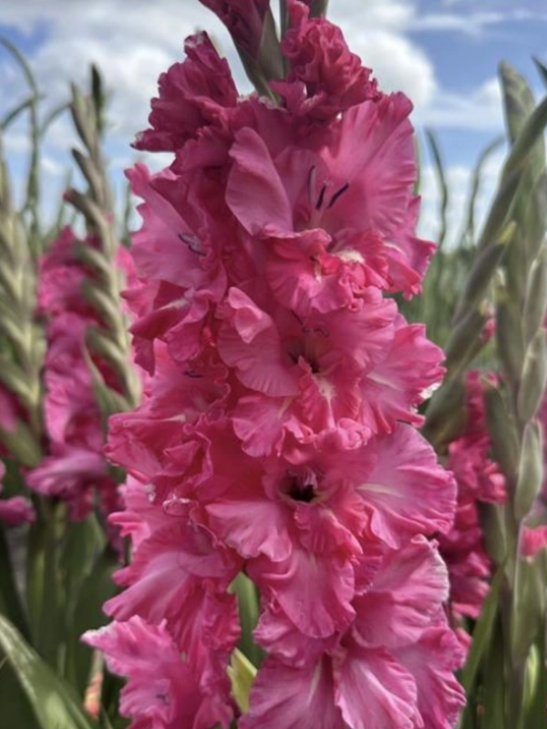 �������� Kingston Ruffle ���������� 10/12