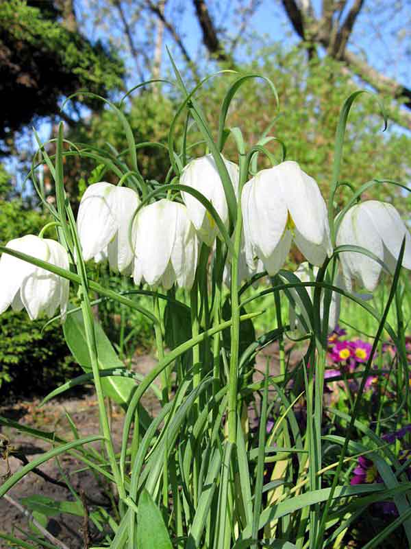 Первоцветы белые фото с названиями садовые