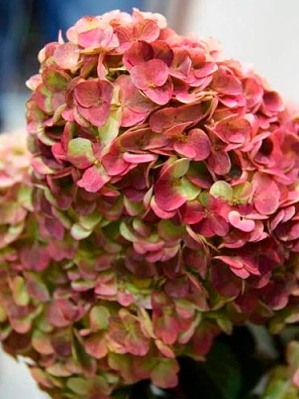 ��������� �������� (Graffiti) ����������� �3