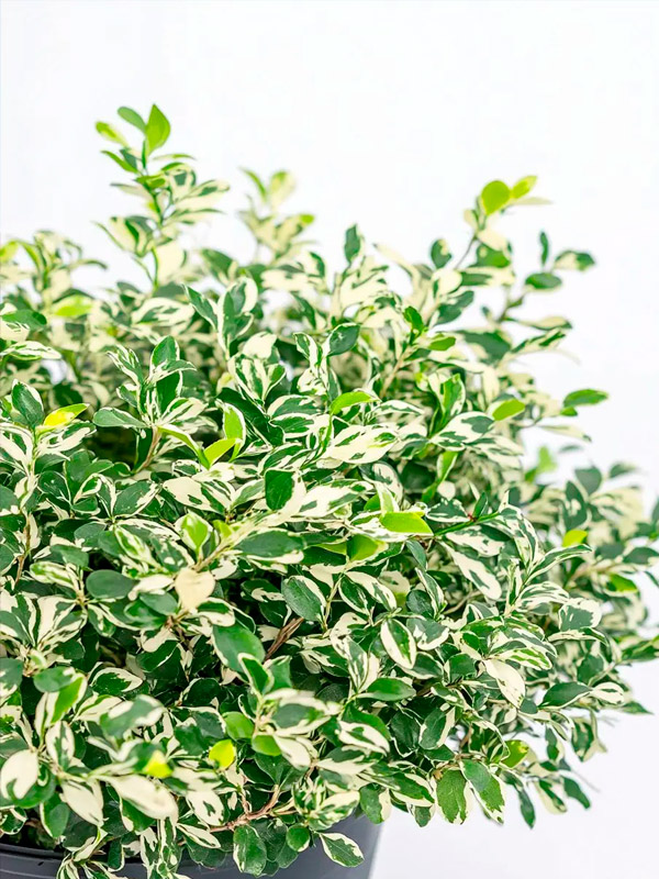 �������� �������� Variegata �2