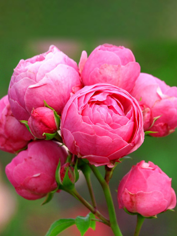 ���� ���������� (Pomponella) 3 �