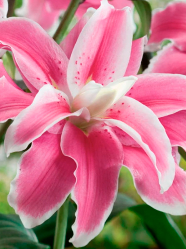 ����� Lilac Cloud �������� ������������ 14/16 