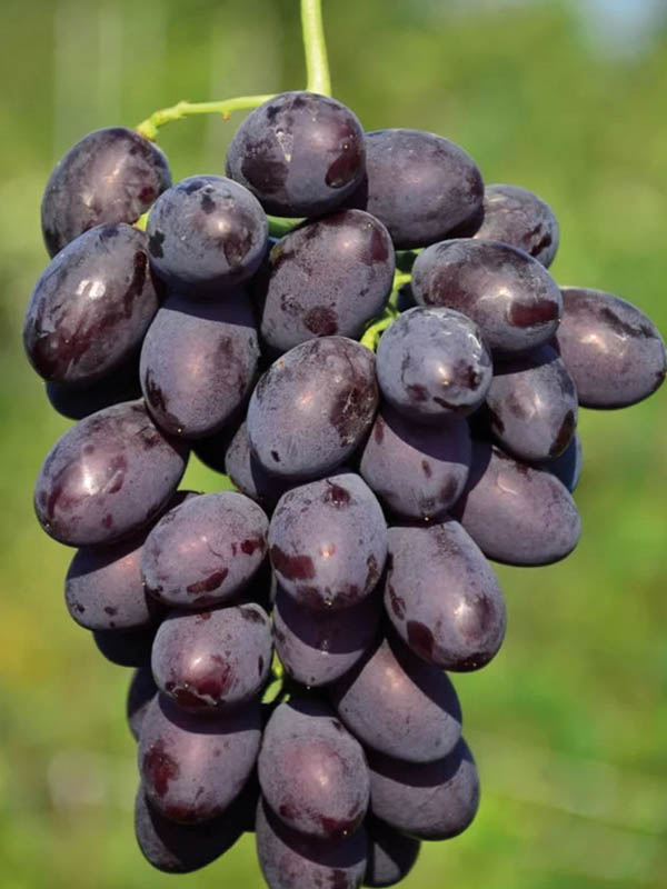 �������� ��������� ������