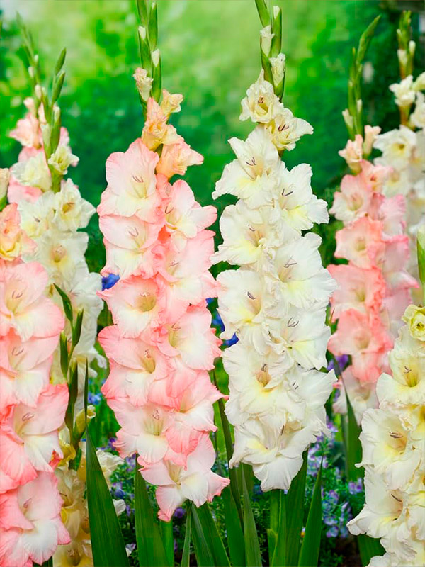 ��������� Careless 10/12 