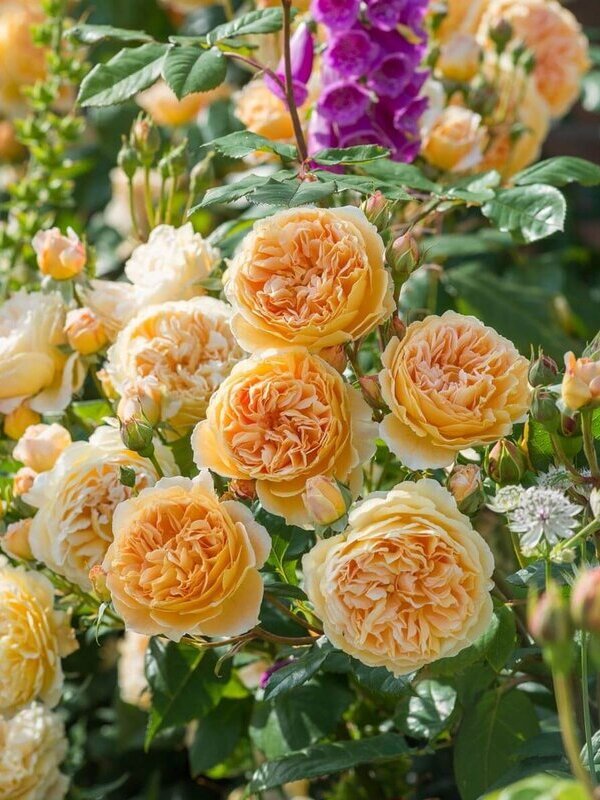 Троянда плетиста Принцеса Маргарет (Princess Margareta)