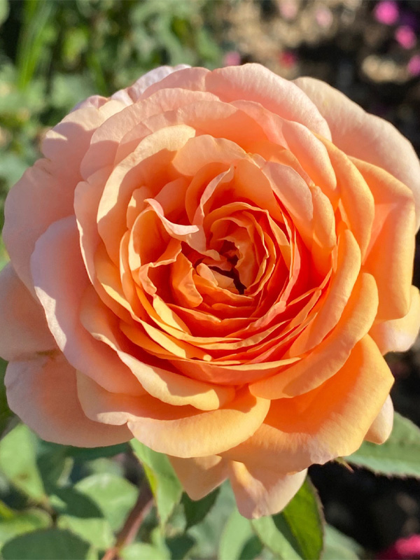     (Princess Margareta)