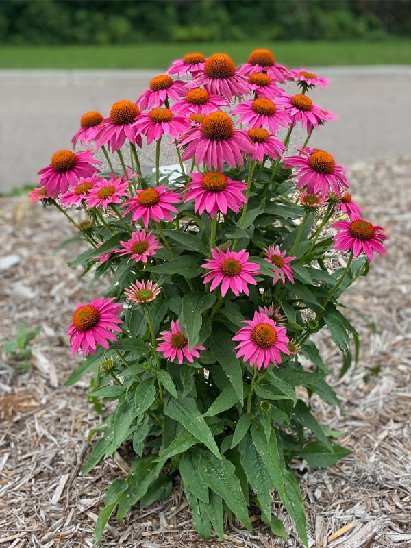       (PowWow Wild Berry) 2