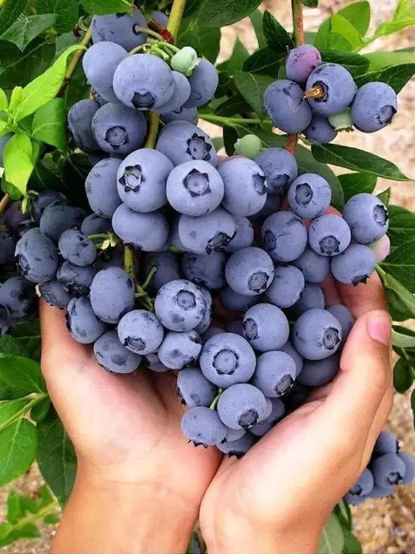 ������ ��� �2