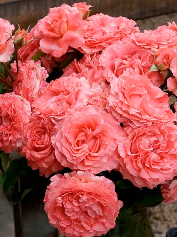 ������� ����� ���� (Coral Gem) ��������