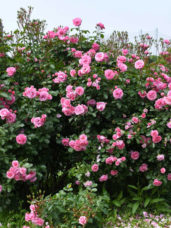 ������� ���������� ������ (Royal Bonica) ��������� �3