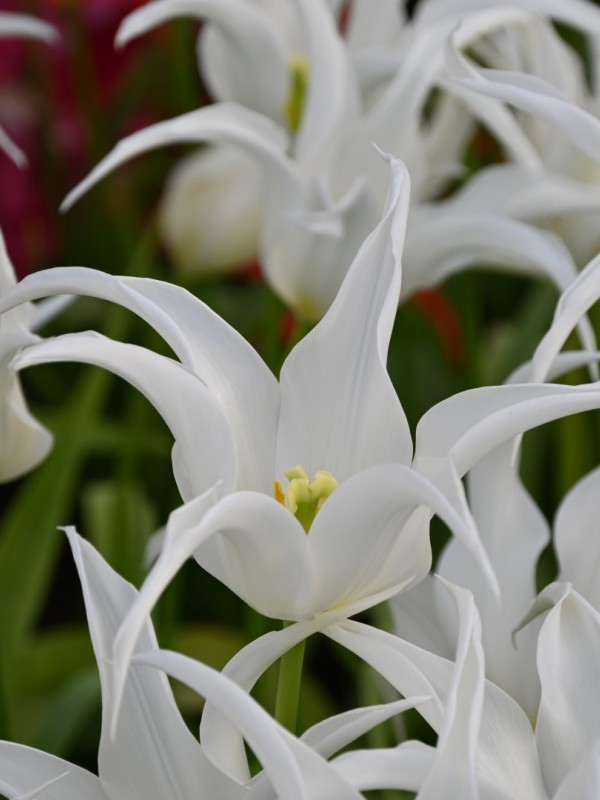  White Star  