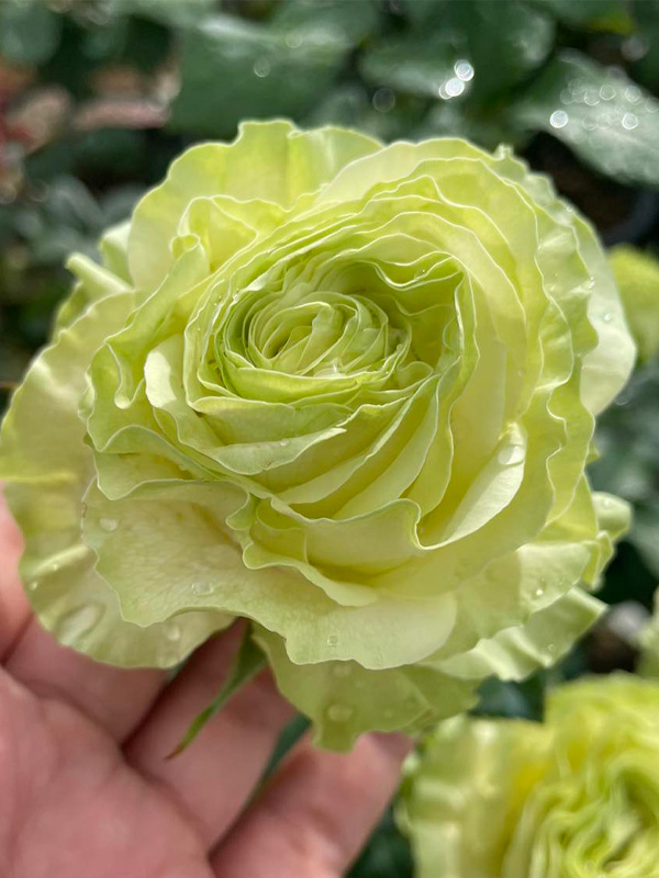  -  (Wasabi) 4