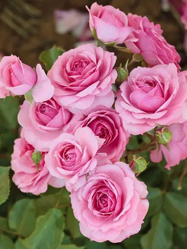 ������� ���������� ������ (Royal Bonica) ��������� �3