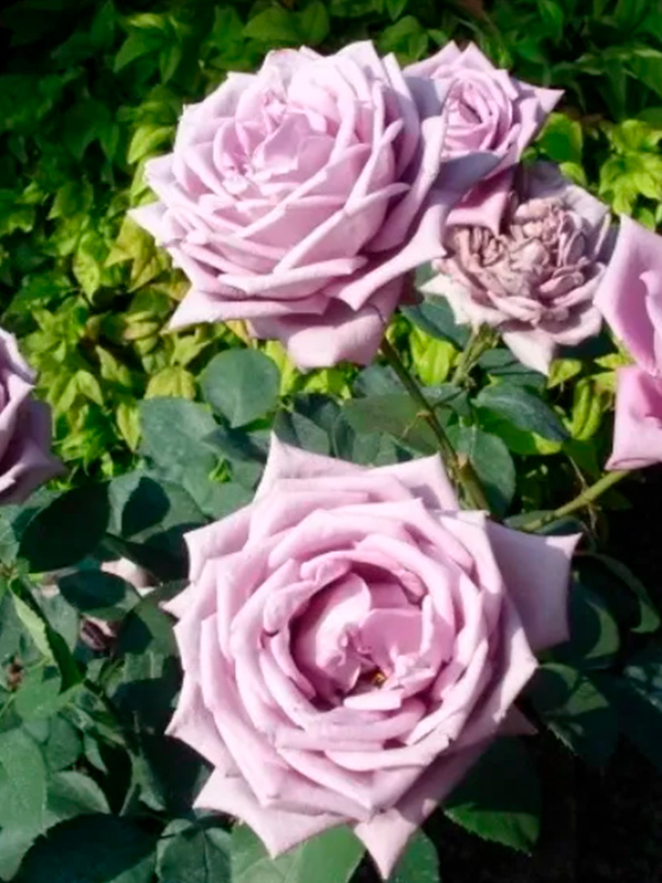 ���� ���� ��� (Mamy Blue) �����-���������