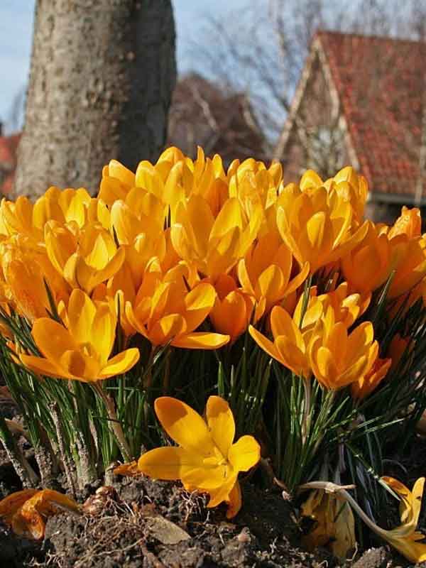 Крокус великоквітковий Yellow Mammouth 