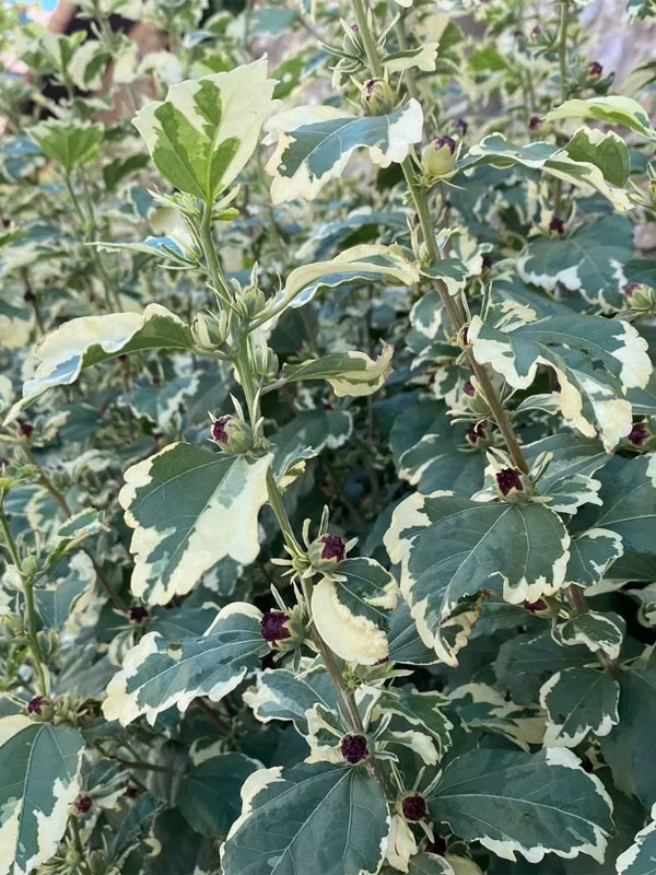     (Purpureus Variegatus) P9