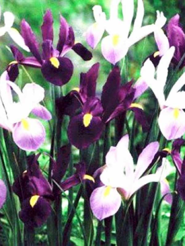 Ірис Purple Lavender Мікс (5 шт)