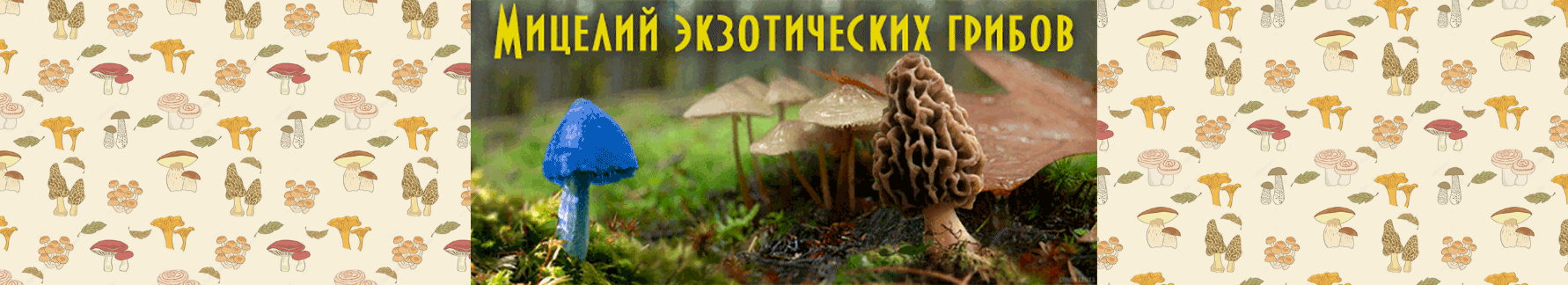 Новый ассортимент мицелия редких грибов!