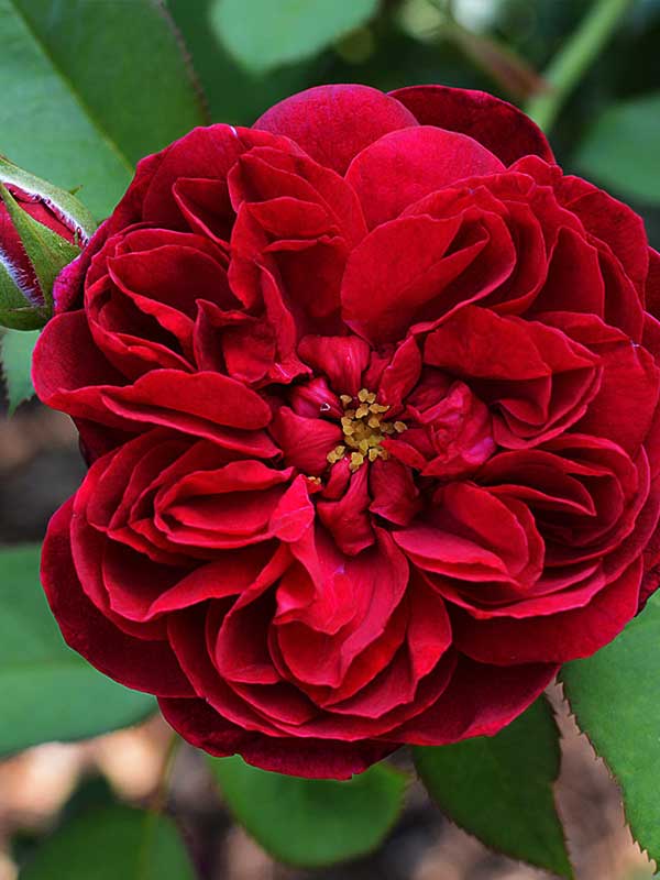 Роза английская дарси басселл фото