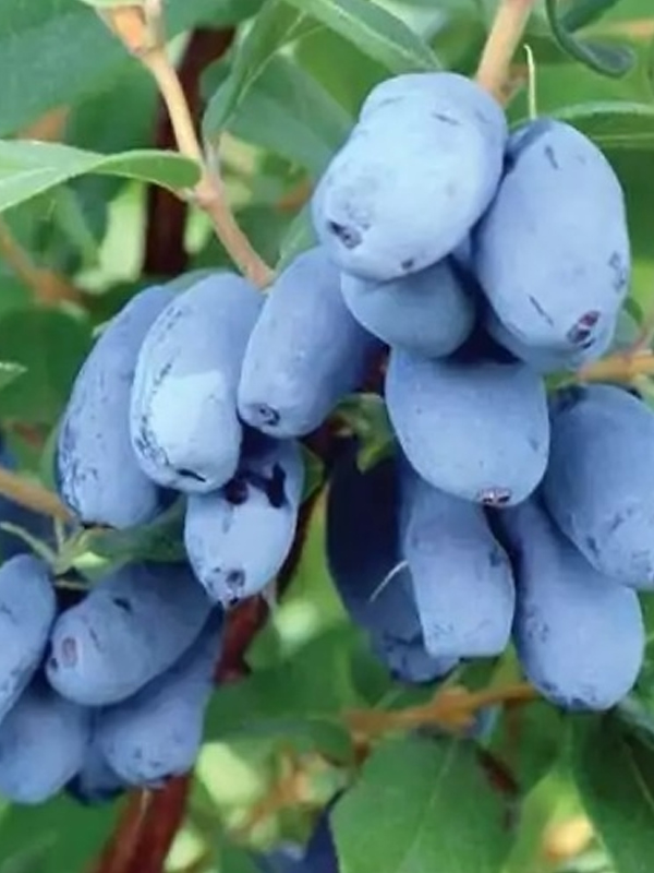 ��������� ������ ����� �2