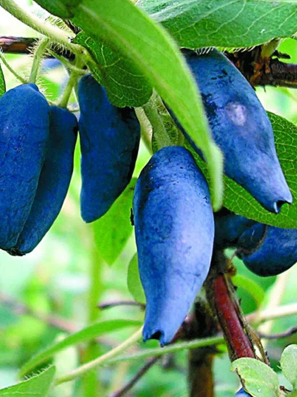 ��������� Honeybee �2