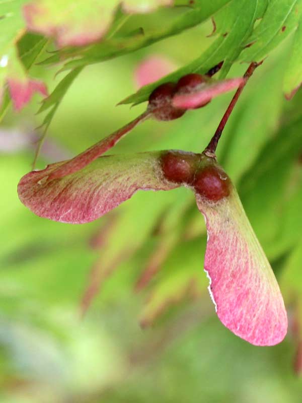    Aconitifolium