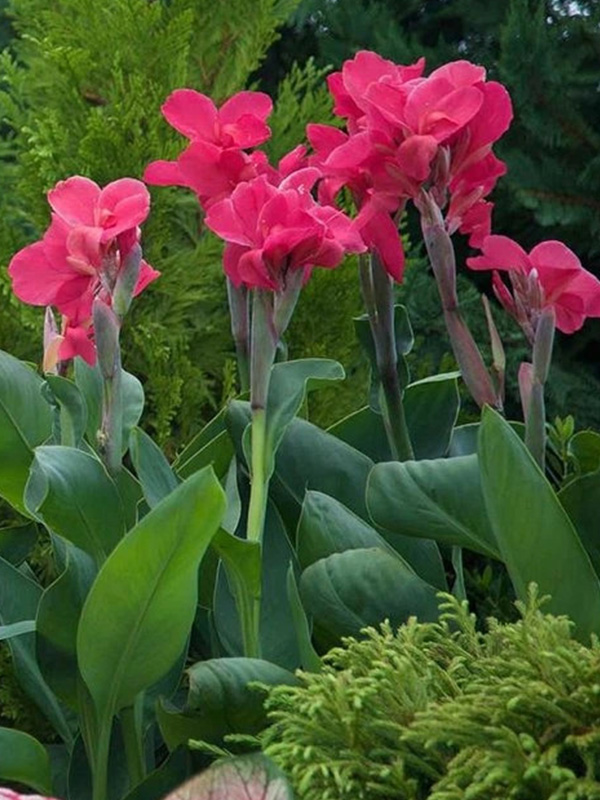 ����� Empire 