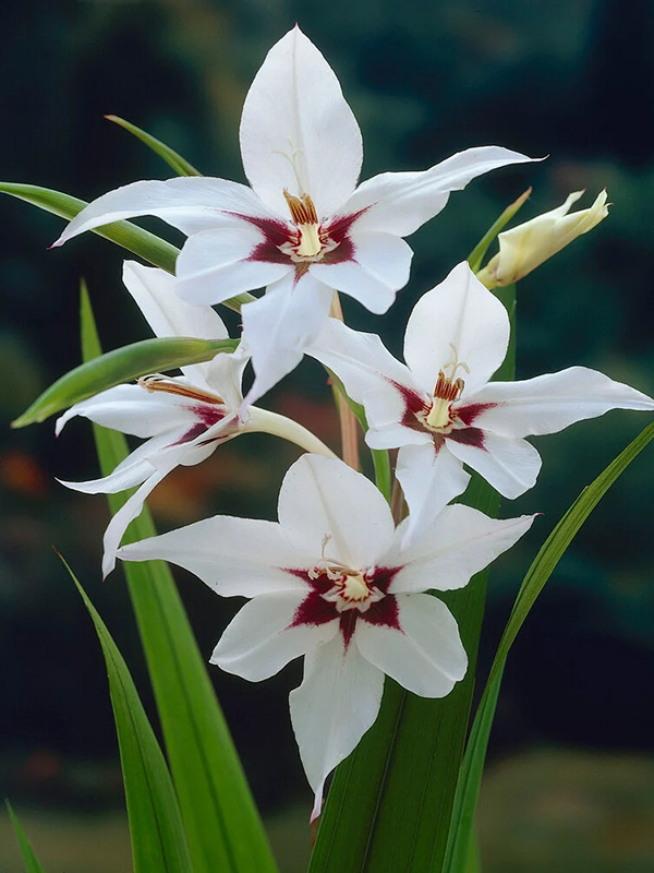 �������� Murielae 8/10