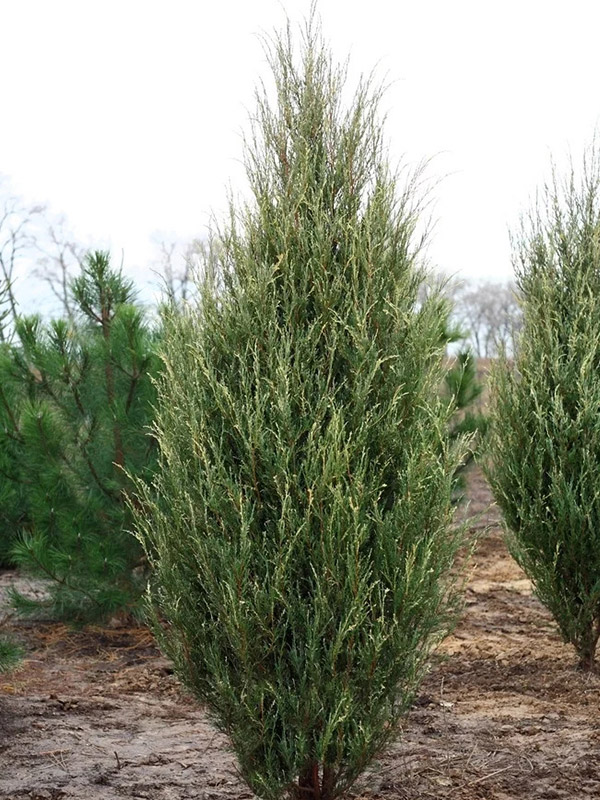 ������ �������� Silver Star �5