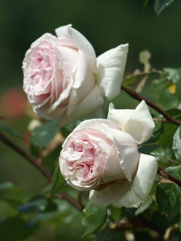 ������� ����� ������� (Prince Jardinier) ��������� �3