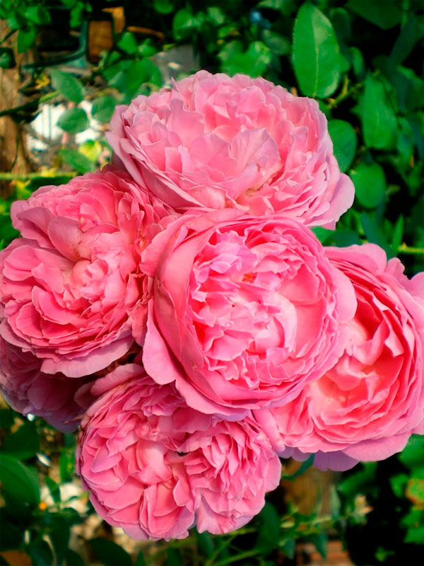 ������� ��� ���� (Mary Rose) ���������