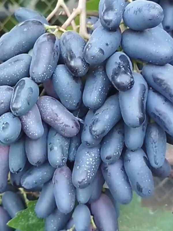 �������� �������� ������� ������������� �����