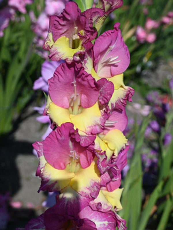 ��������� Extravert 14+ 