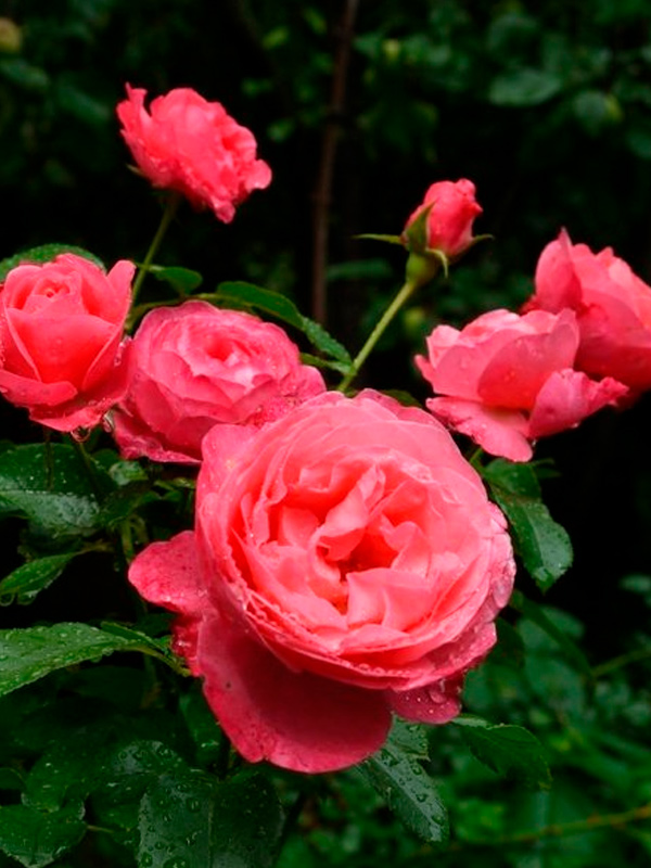 ������� ������� (Rosanna) ��������