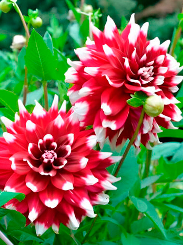 �������� Striped Duet ������������ 