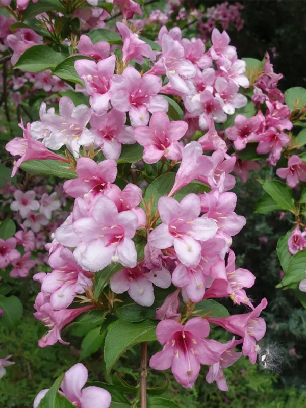   (Rosea) 2  3