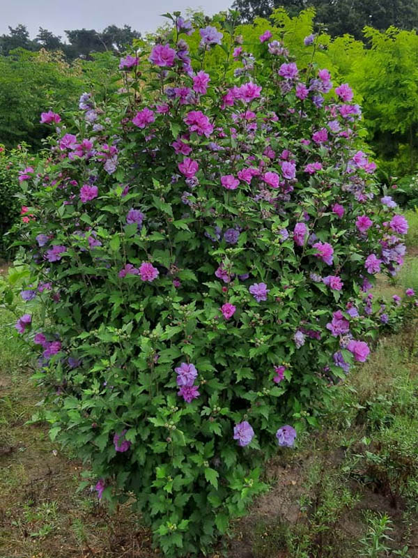 ó   (Ardens) 3